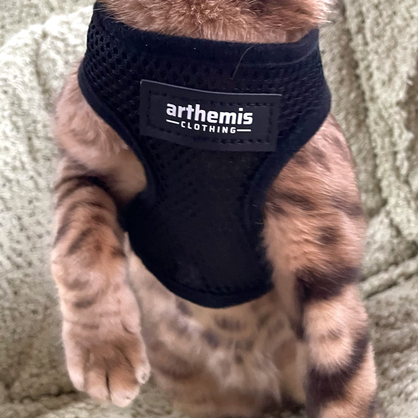 Free Harness - Max 1
