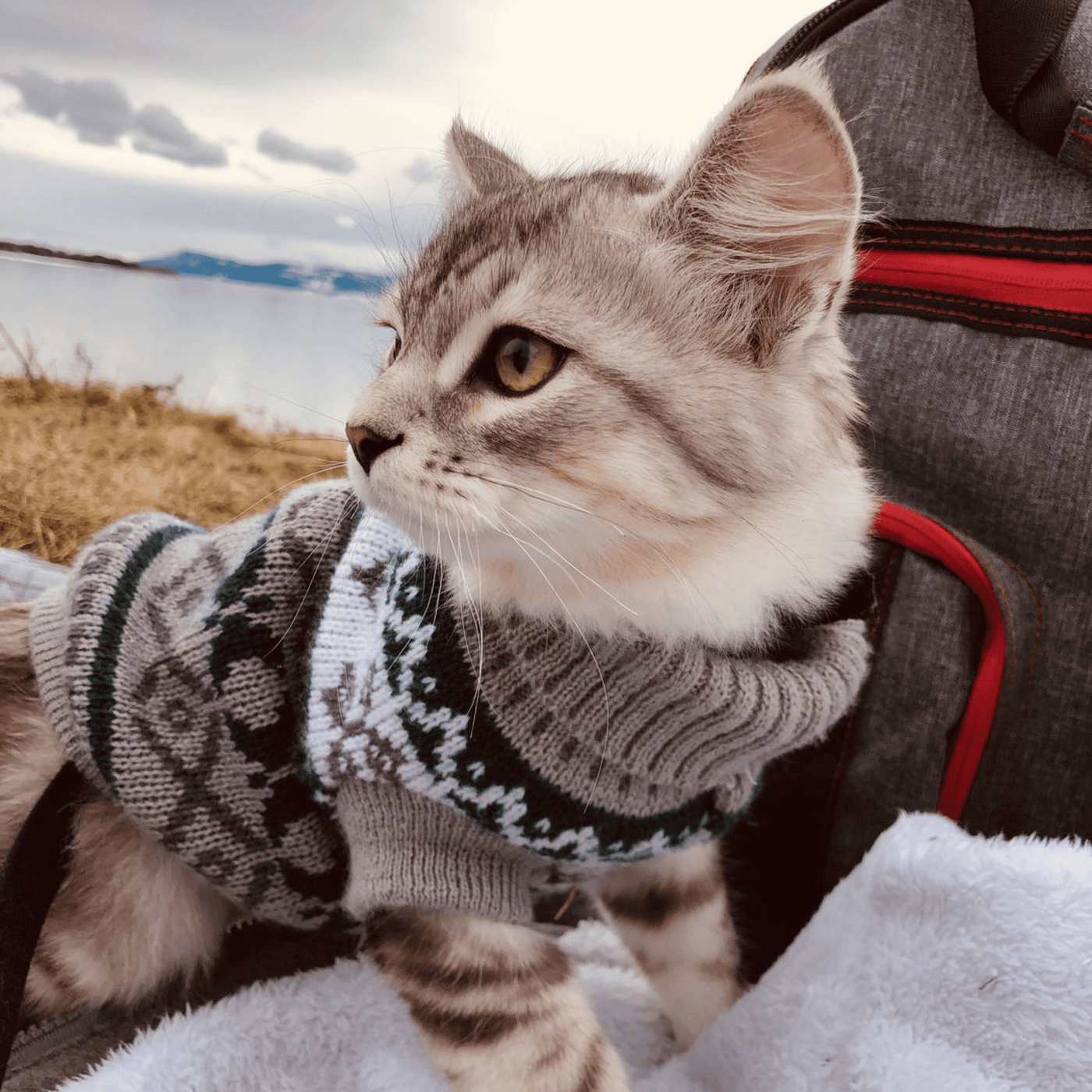Sweater - Patterned