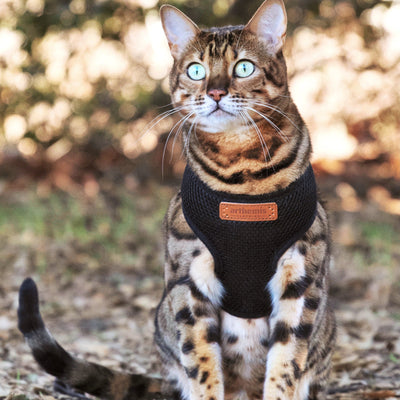 Free Harness - Max 1
