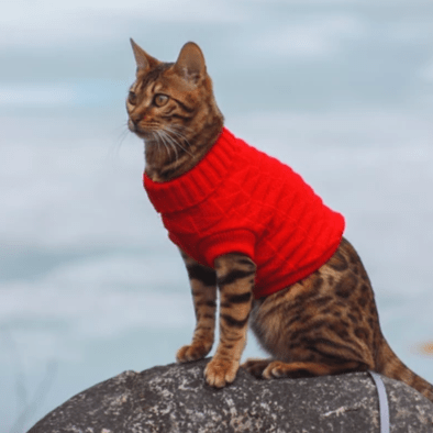 Sweater - Pastel - arthemisclothing - arthemis clothing - artemis clothing